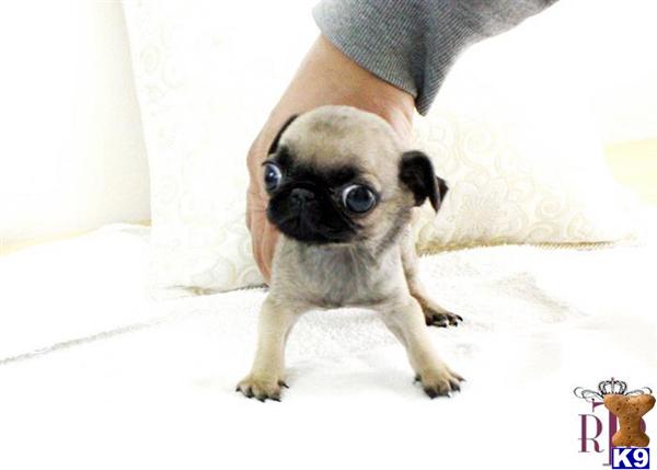 teacup pugs for sale australia black pug puppies for sale dogs breeds picture teacup pugs for sale australia black pug puppies for sale dogs breeds picture