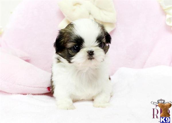 teacup shih tzu san antonio tx teacup puppies breeds picture teacup shih tzu san antonio tx teacup puppies breeds picture