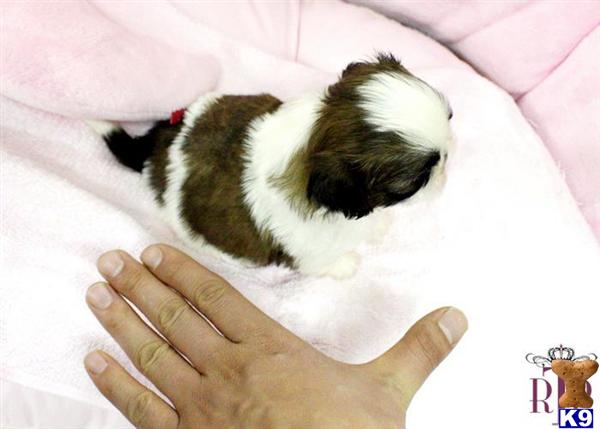teacup shih tzu san antonio tx micro mini yorkie puppies for sale in houston breeds breeds picture teacup shih tzu san antonio tx micro mini yorkie puppies for sale in houston breeds breeds picture