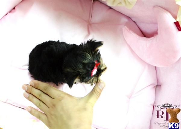 yorkie for sales teacup yorkie puppies for sales micro terrier puppy dogs breeds yorkie for sales teacup yorkie puppies for sales micro terrier puppy dogs breeds