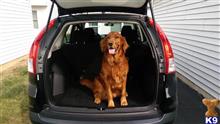 Roy available Golden Retriever puppy located in COLUMBUS