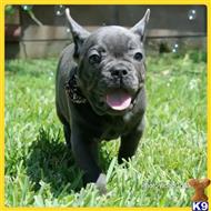 french bulldog puppy posted by RubenA
