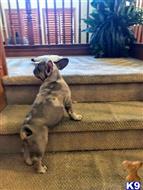 french bulldog puppy posted by RubenA
