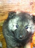 keeshond puppy posted by Rubypurl22