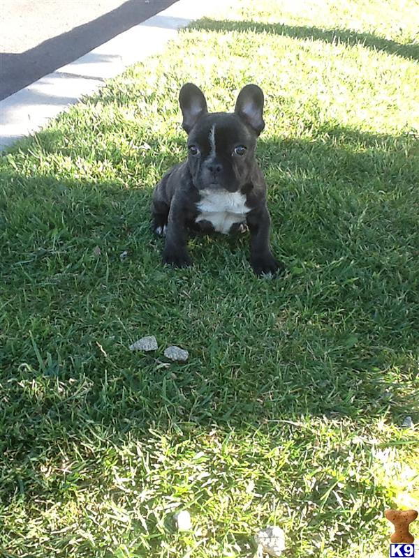 french bulldog puppy posted by Rvianna