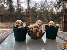 golden retriever puppy posted by RyanSR