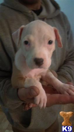 Rzkennels1 Picture 1