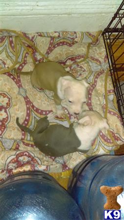 Rzkennels1 Picture 2