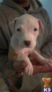 American Staffordshire Terrier