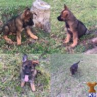 German Shepherd