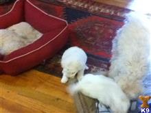 bichon frise puppy posted by SINGLWHMALE