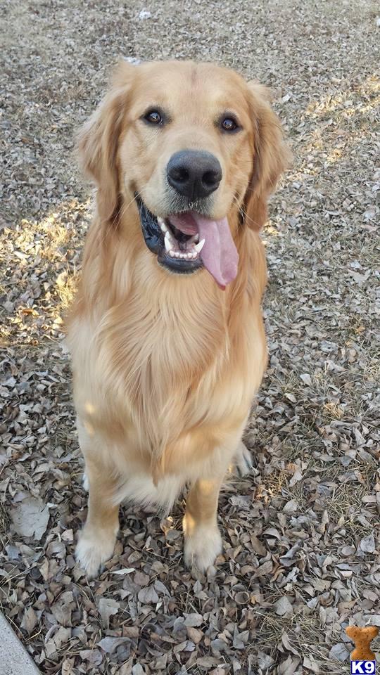 golden retriever stud fee golden retriever stud dogs golden retriever stud fee golden retriever stud dogs