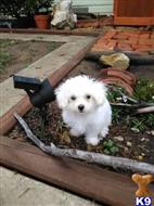 Maltese