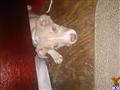 bull terrier puppy posted by Sabrinahoyle19