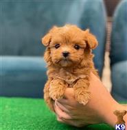 maltipoo puppy posted by Sacramento