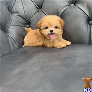 maltipoo puppy posted by Sacramento