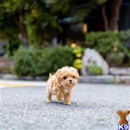maltipoo puppy posted by Sacramento