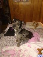 Ink available American Pit Bull puppy located in LANDING