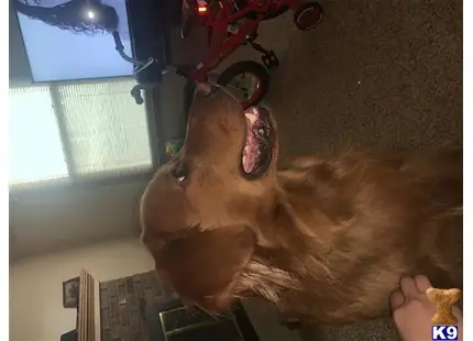 Gus available Golden Retriever puppy located in KENTWOOD