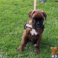 boxer puppy posted by Sanchezakcboxers