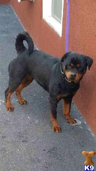 Rottweiler Dog for Sale: Dinamita 13 Years old