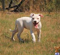 american bulldog puppy posted by Sandhillkennels