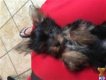 yorkshire terrier puppy posted by Sandracotto