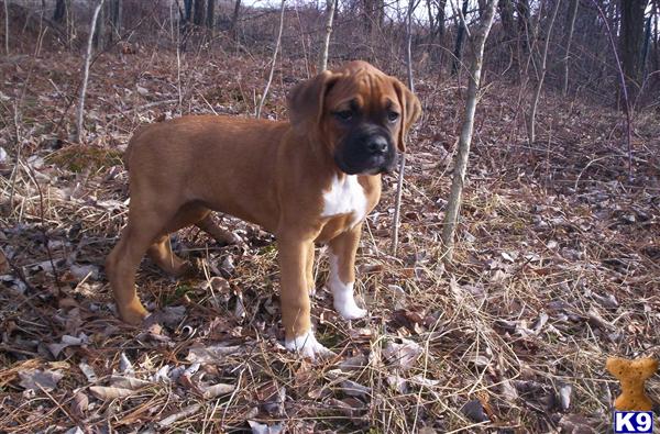 boxer puppies for sale in ohio boxer puppies for sale in ohio boxer puppies for sale in ohio boxer puppies for sale in ohio