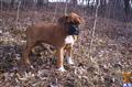 boxer puppy posted by Santana0328