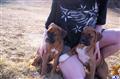 boxer puppy posted by Santana0328