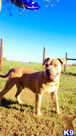 american pit bull puppy posted by Santanapits