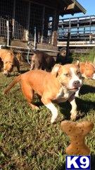 american pit bull puppy posted by Santanapits