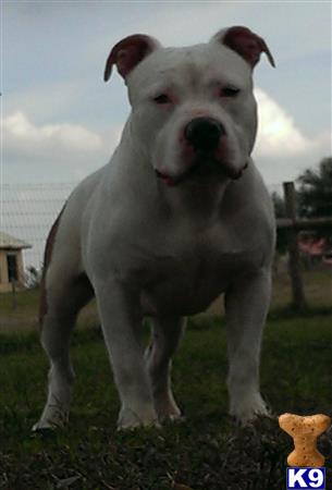 american pit bull puppy posted by Santanapits