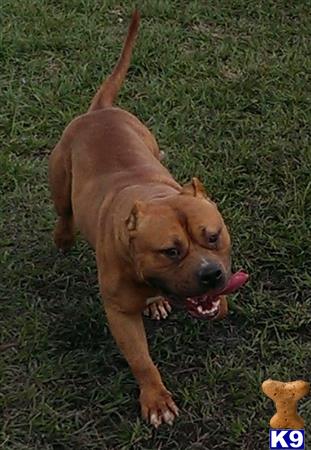 american pit bull puppy posted by Santanapits