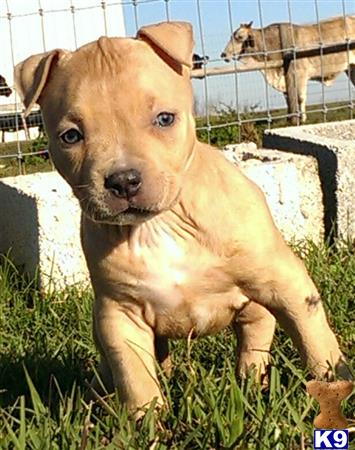 american pit bull puppy posted by Santanapits