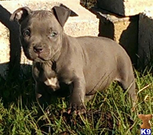 american pit bull puppy posted by Santanapits