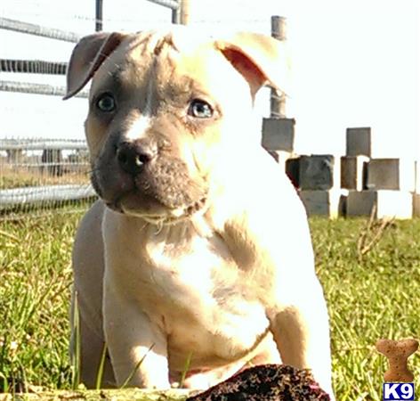 american pit bull puppy posted by Santanapits