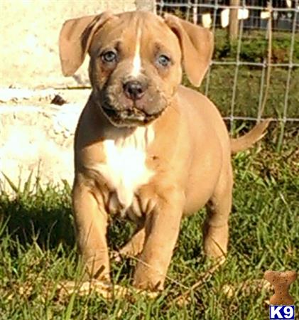 american pit bull puppy posted by Santanapits