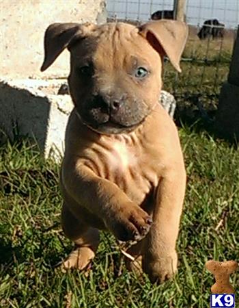 american pit bull puppy posted by Santanapits