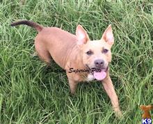 american pit bull puppy posted by Santanapits