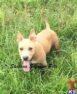 american pit bull puppy posted by Santanapits