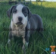 american pit bull puppy posted by Santanapits