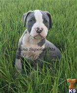 american pit bull puppy posted by Santanapits