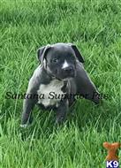 american pit bull puppy posted by Santanapits