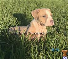 american pit bull puppy posted by Santanapits