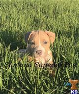american pit bull puppy posted by Santanapits