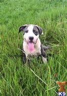 american pit bull puppy posted by Santanapits
