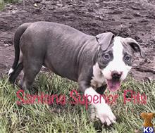 american pit bull puppy posted by Santanapits