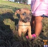 american pit bull puppy posted by Santanapits