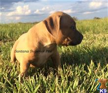 american pit bull puppy posted by Santanapits